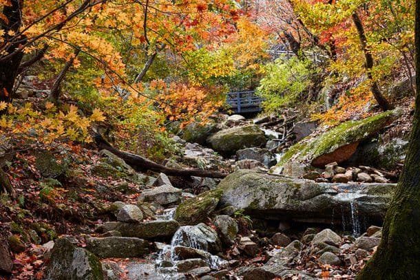 Headless Body Found in Remote Korean Mountain: Mystery Deepens as Police Search for Clues