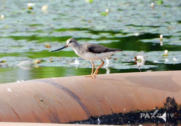 Discovering the Back-billed Godwit in Sejong’s Urban Forest